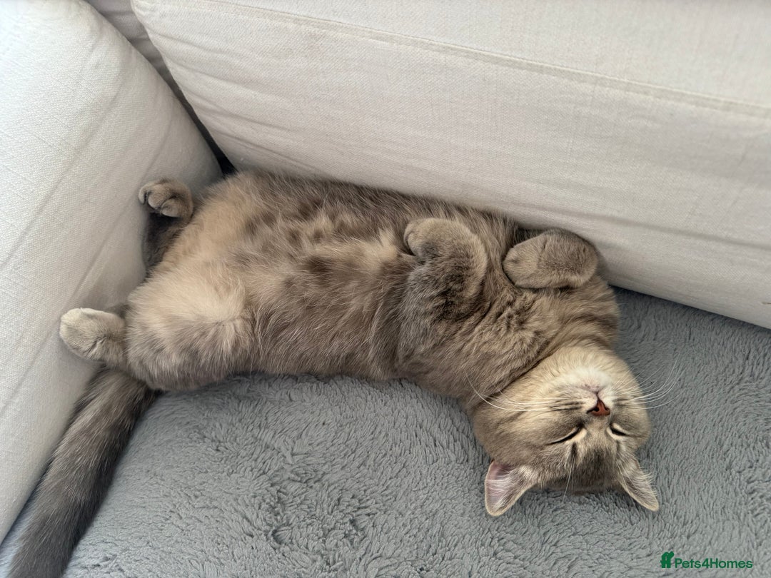 British Shorthair cats for sale: Female British Shorthair  - Image 3