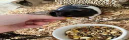 Hamster rodents for sale: Black & White Male syrian  - Advert 4