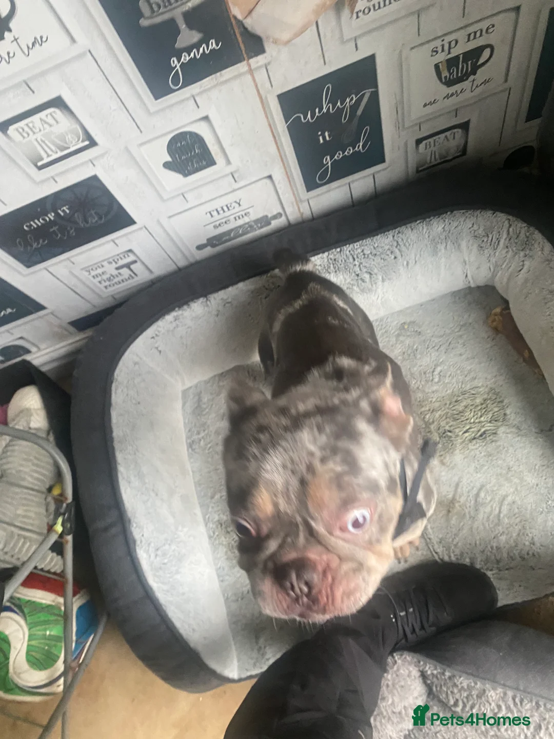 French Bulldog dogs for sale: Narla  in Bury - Advert 5