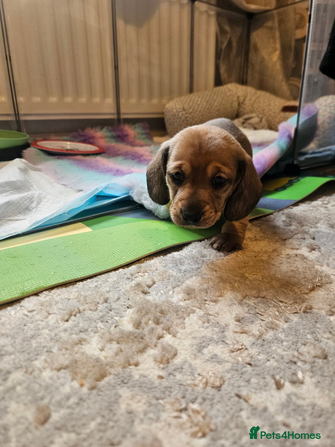 Miniature Dachshund dogs for sale: Miniature Daschund. *2 left* - Advert 4