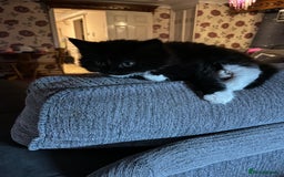 Mixed Breed cats for sale: READY NOW 3 beautiful friendly kittens  - Image 11