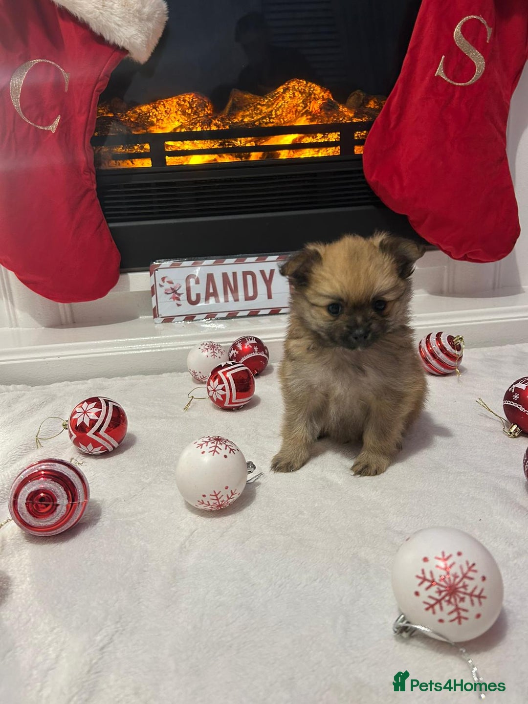 Pomeranian dogs for sale: POMERANIAN PUPPIES FOR SALE. BEAUTIFUL! - Advert 5