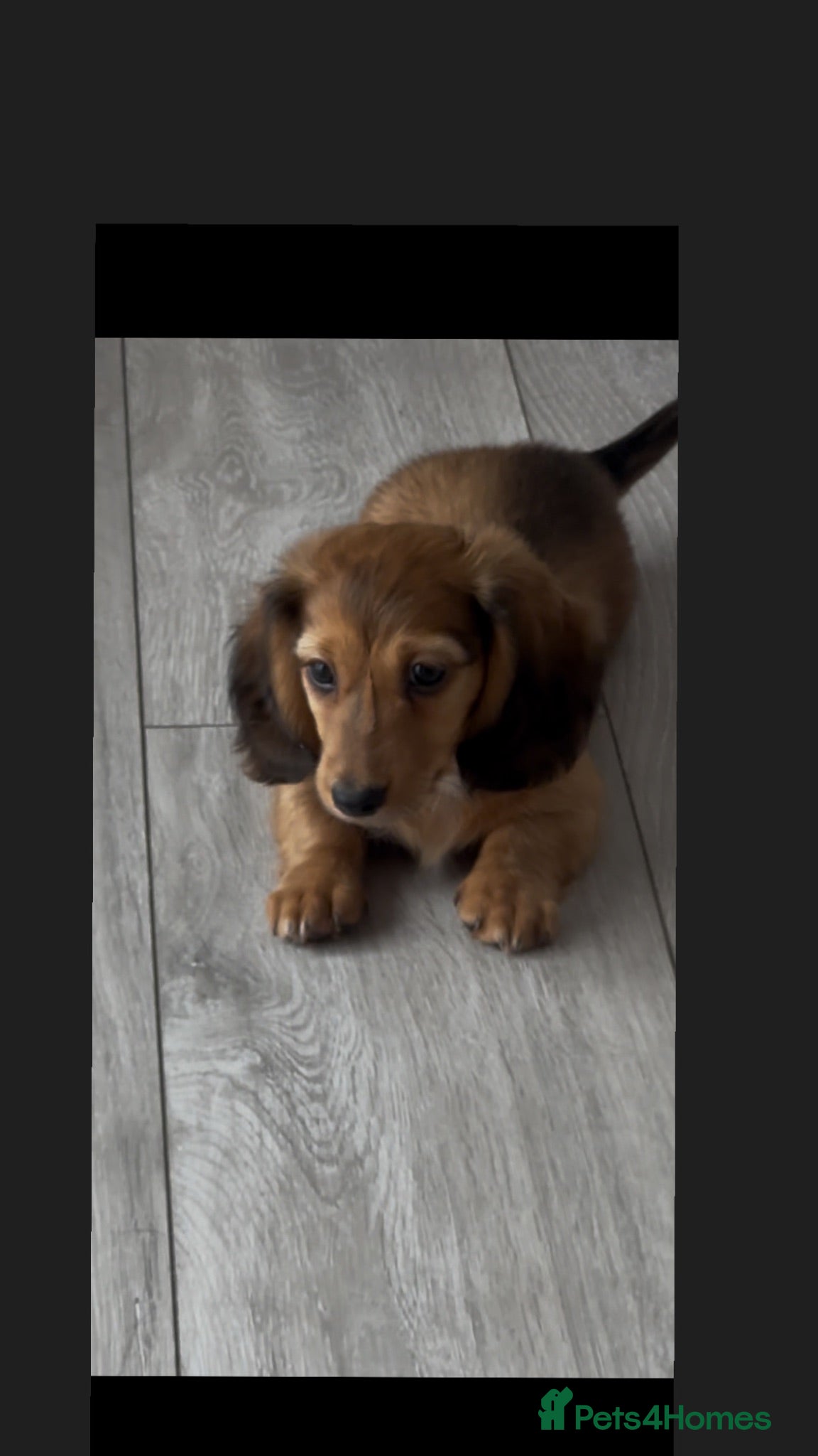Miniature Dachshund dogs ready to leave today kc reg male  - Advert 1