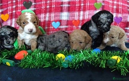 Cockapoo dogs for sale: * 1 Left* Beautiful Unique Cockapoo Puppies - Advert 13