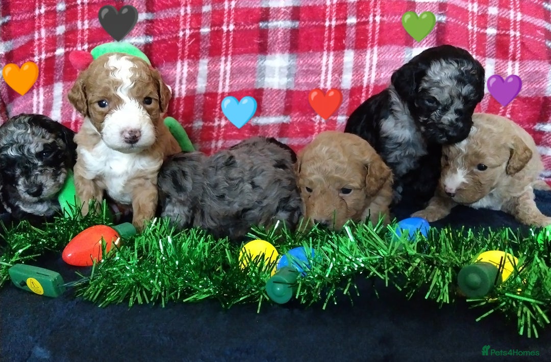 Cockapoo dogs for sale: * 1 Left* Beautiful Unique Cockapoo Puppies - Advert 13