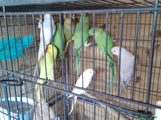 Ringnecks birds - Advert 2