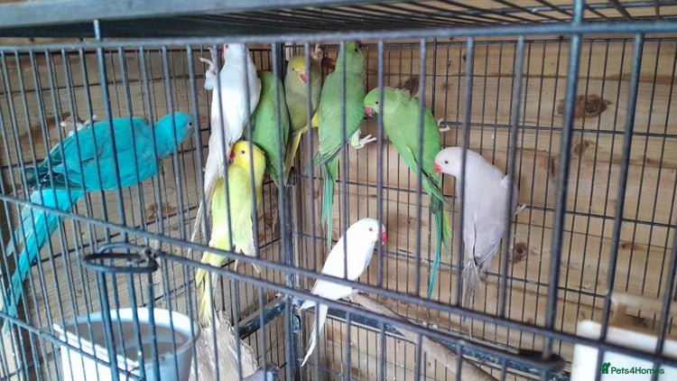 Ringnecks birds for sale - Advert 5