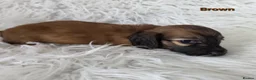 Miniature Dachshund dogs for sale: STUNNING KC SHADED RED LONG HAIR - Advert 10