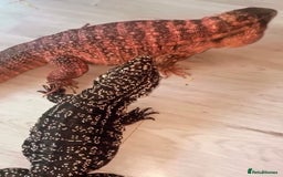 Lizard reptiles for sale: I have two beautiful Tegus available  - Image 3