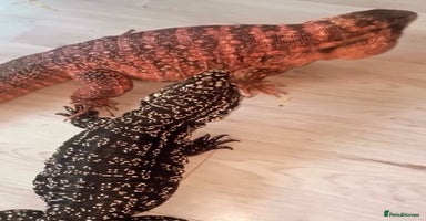 Lizard reptiles - Advert 14