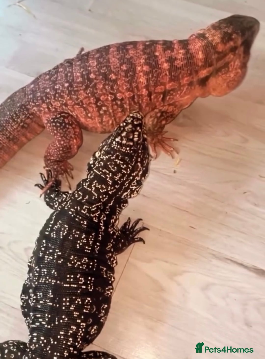 Lizard reptiles for sale: I have two beautiful Tegus available  - Image 3
