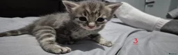 Mixed Breed cats for sale: Gorgeous grey kittens in Nottingham - Advert 3