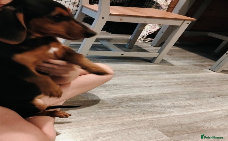 Miniature Dachshund dogs - Advert 1