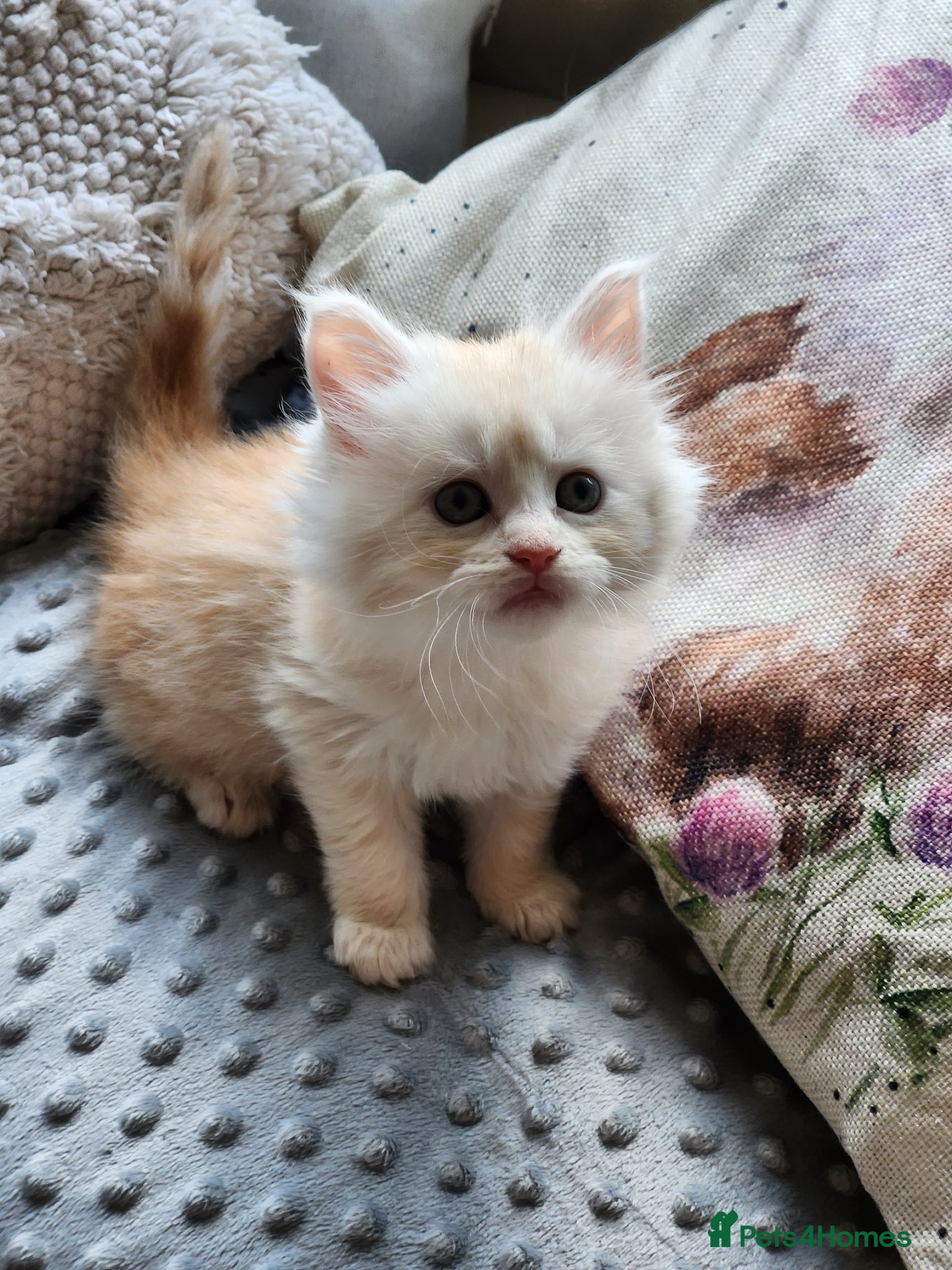 Maine Coon cats Maine Coon Kittens ready April - Advert 13