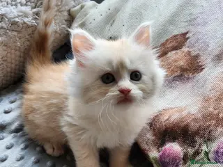 Maine Coon cats Maine Coon Kittens ready April - Advert 13