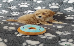 Maltipoo dogs for sale:  Maltipoo puppies  mix litter - Image 1