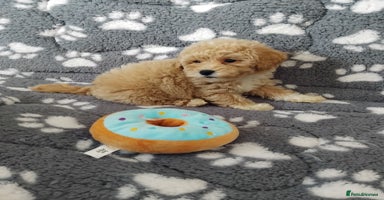 Maltipoo dogs - Advert 8