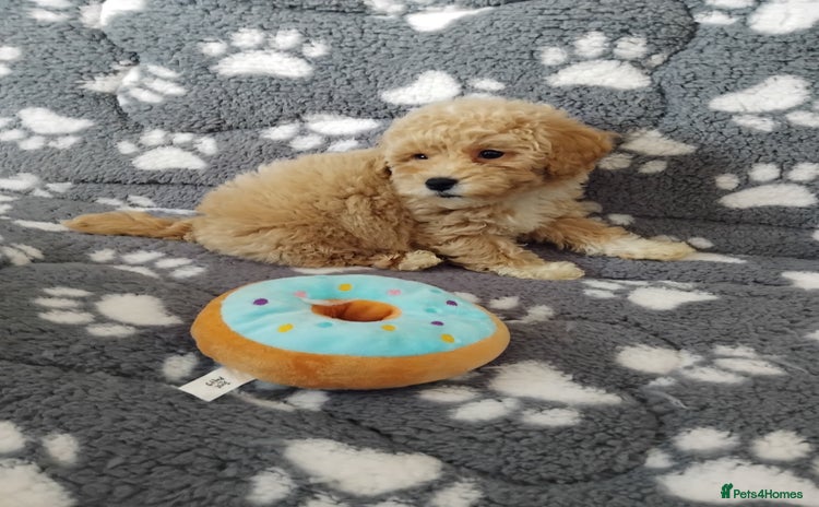 Maltipoo dogs - Advert 1