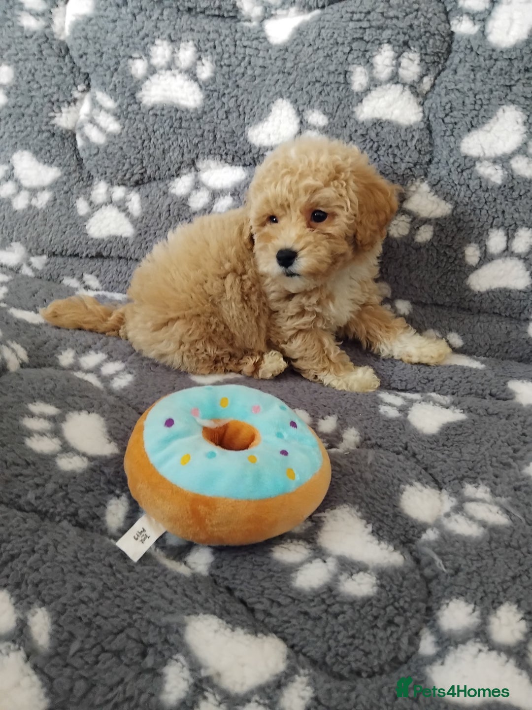 Maltipoo dogs for sale:  Maltipoo puppies  mix litter - Image 1