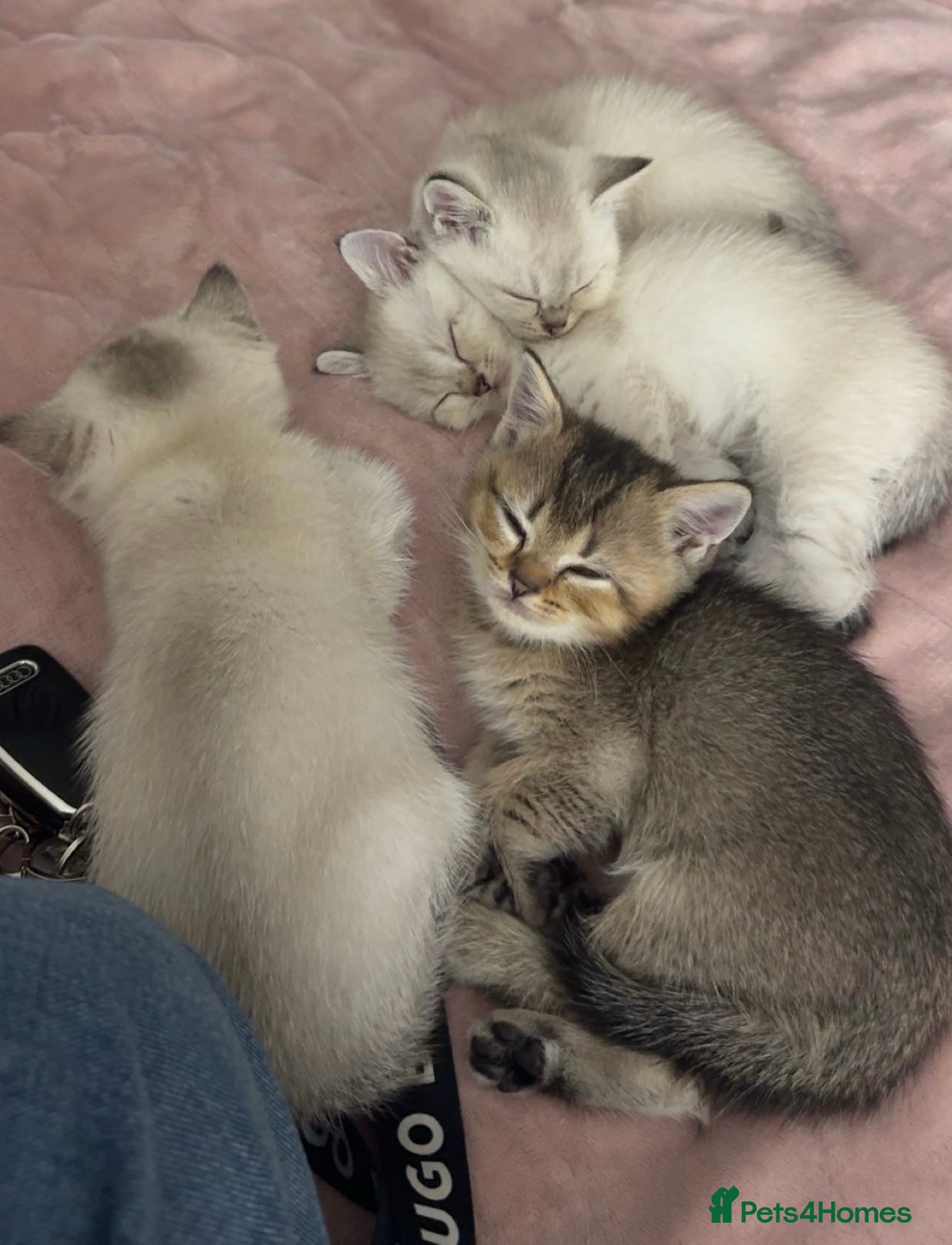 British Shorthair cats Full pedigree British shorthair- Ready to collect! - Advert 9