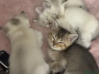 British Shorthair cats Full pedigree British shorthair- Ready to collect! - Advert 9