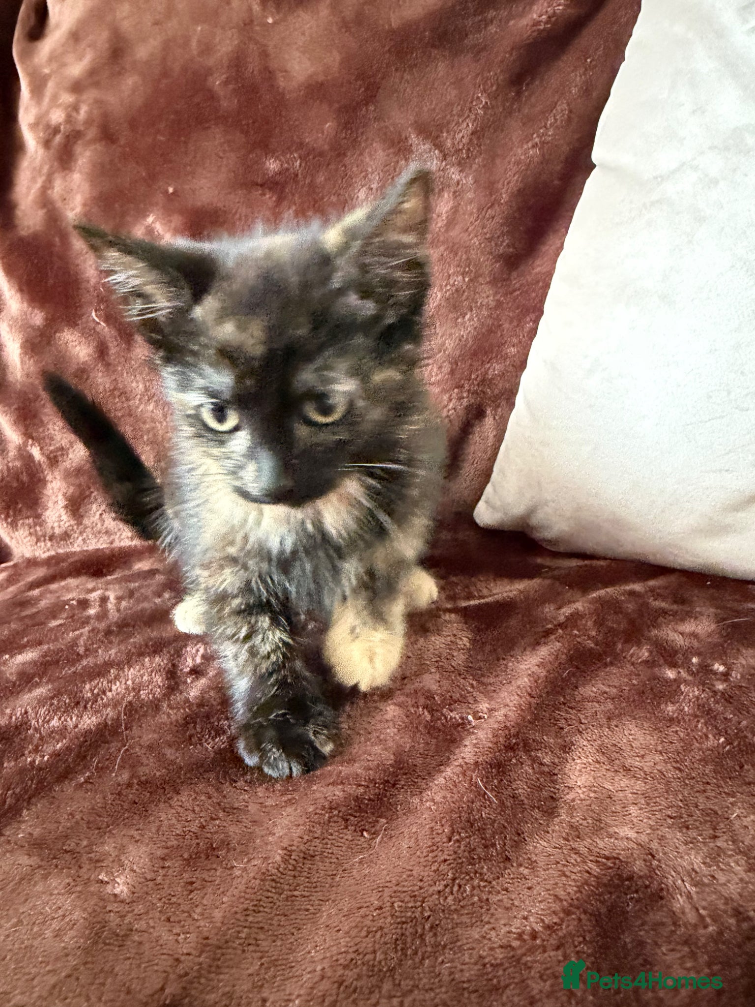 Mixed Breed cats for sale: Tortie Female Kittens - Advert 12