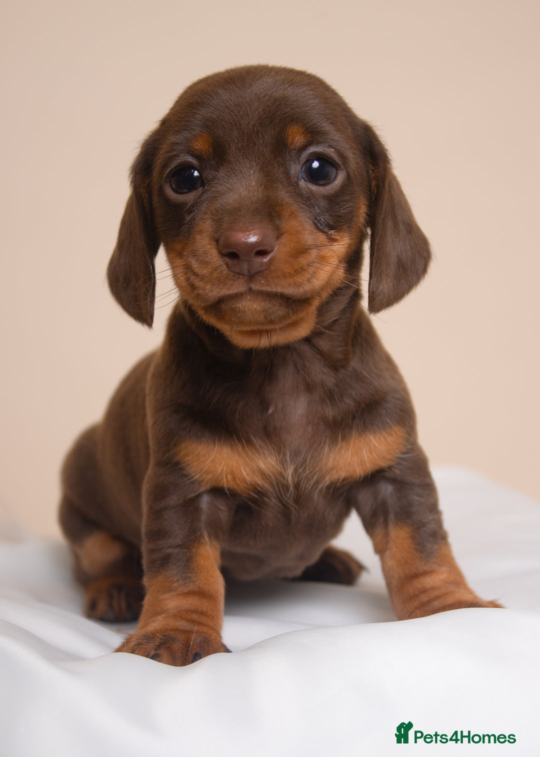 Miniature Dachshund dogs for sale: True Miniature Dachshund Puppies - Advert 11