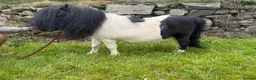 Shetland pony horses for sale: SPSBS registered stallion  - Advert 5