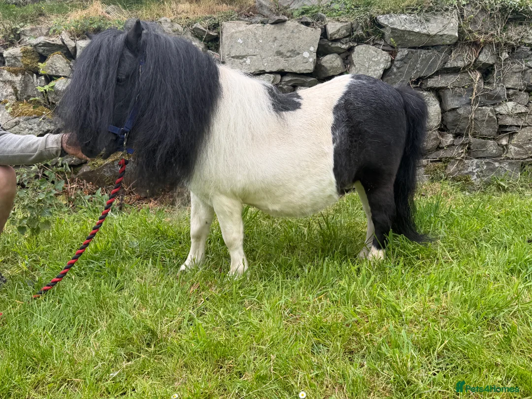 Shetland pony horses for sale: SPSBS registered stallion  - Advert 5