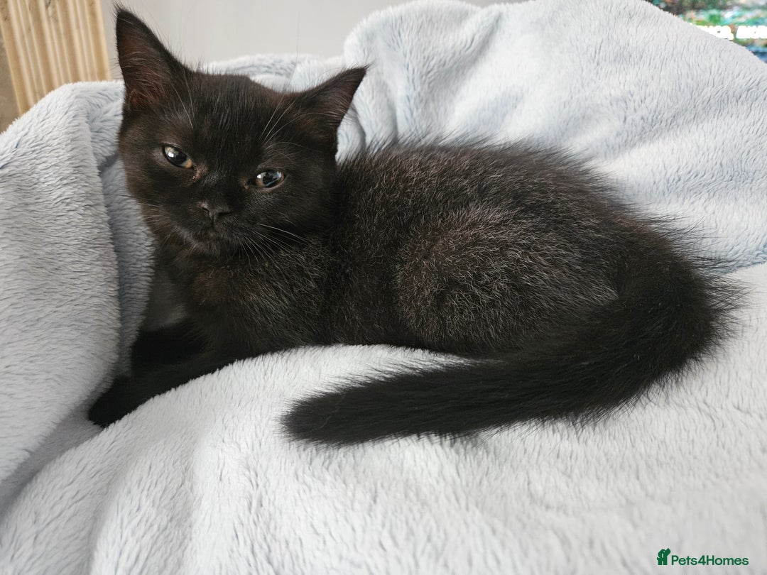 Scottish Fold cats for sale: Adorable Scottish fold Straight Ears Kittens - Image 35