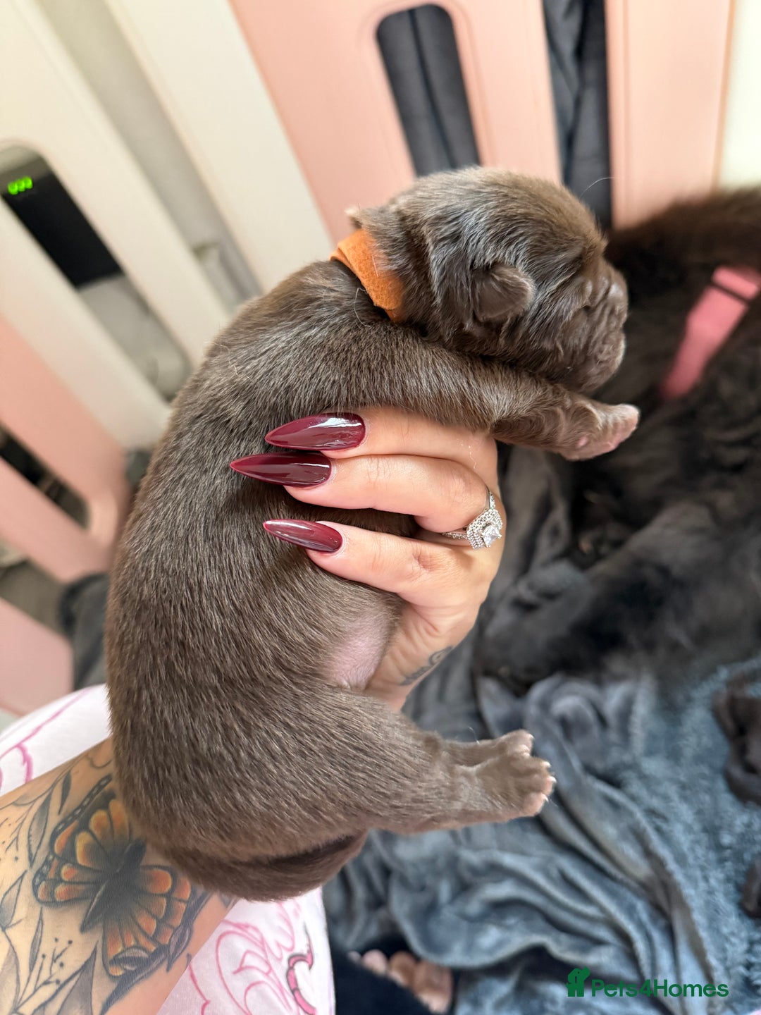 Chow Chow dogs for sale: Kc registered Pure chocolate chow chow puppies - Image 6