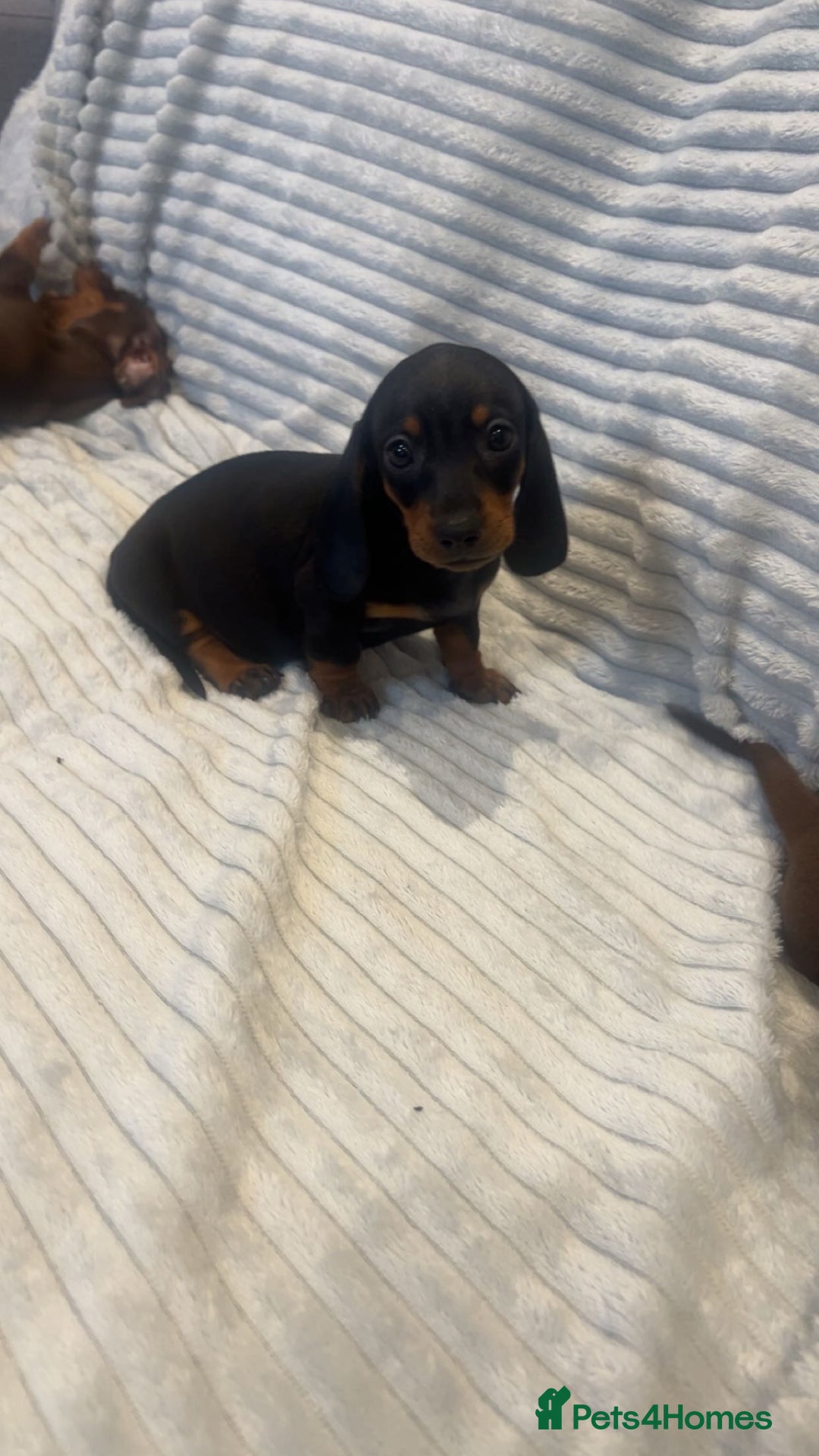 Miniature Dachshund dogs for sale: Minatures dachounds - Advert 5