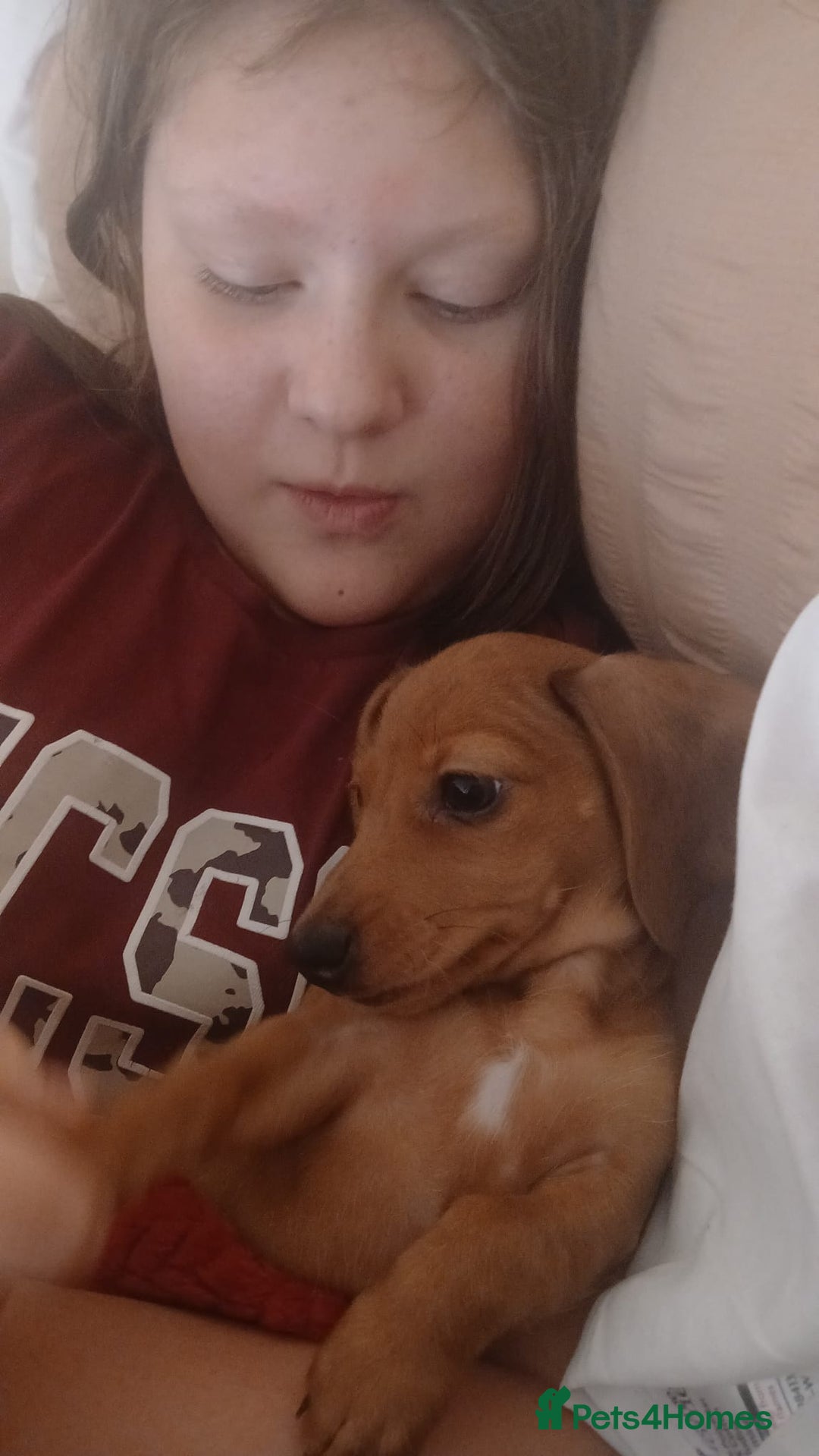 Miniature Dachshund dogs for sale: Millie  - Advert 1