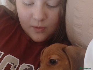 Miniature Dachshund dogs Millie - Advert 1