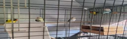 Lovebirds birds for sale: Lovebirds seeking new home 🫪 - Advert 8