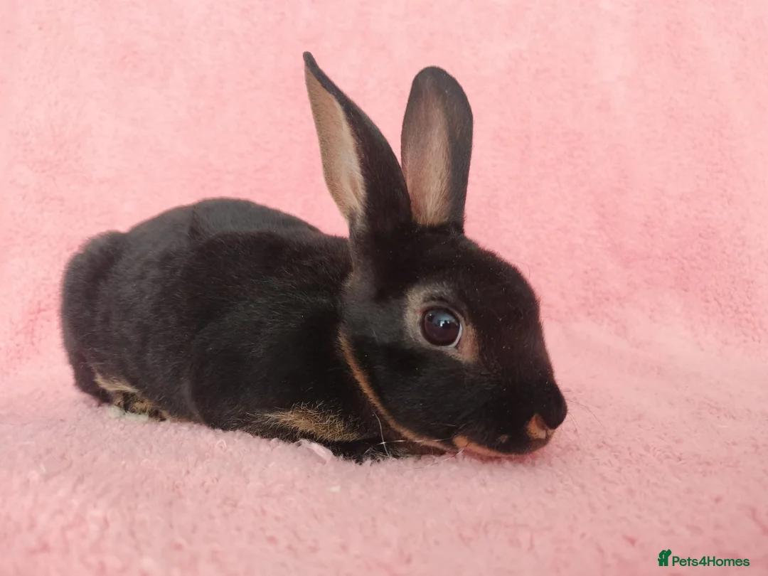Rex rabbits for sale: Baby mini rex for sale  - Advert 5