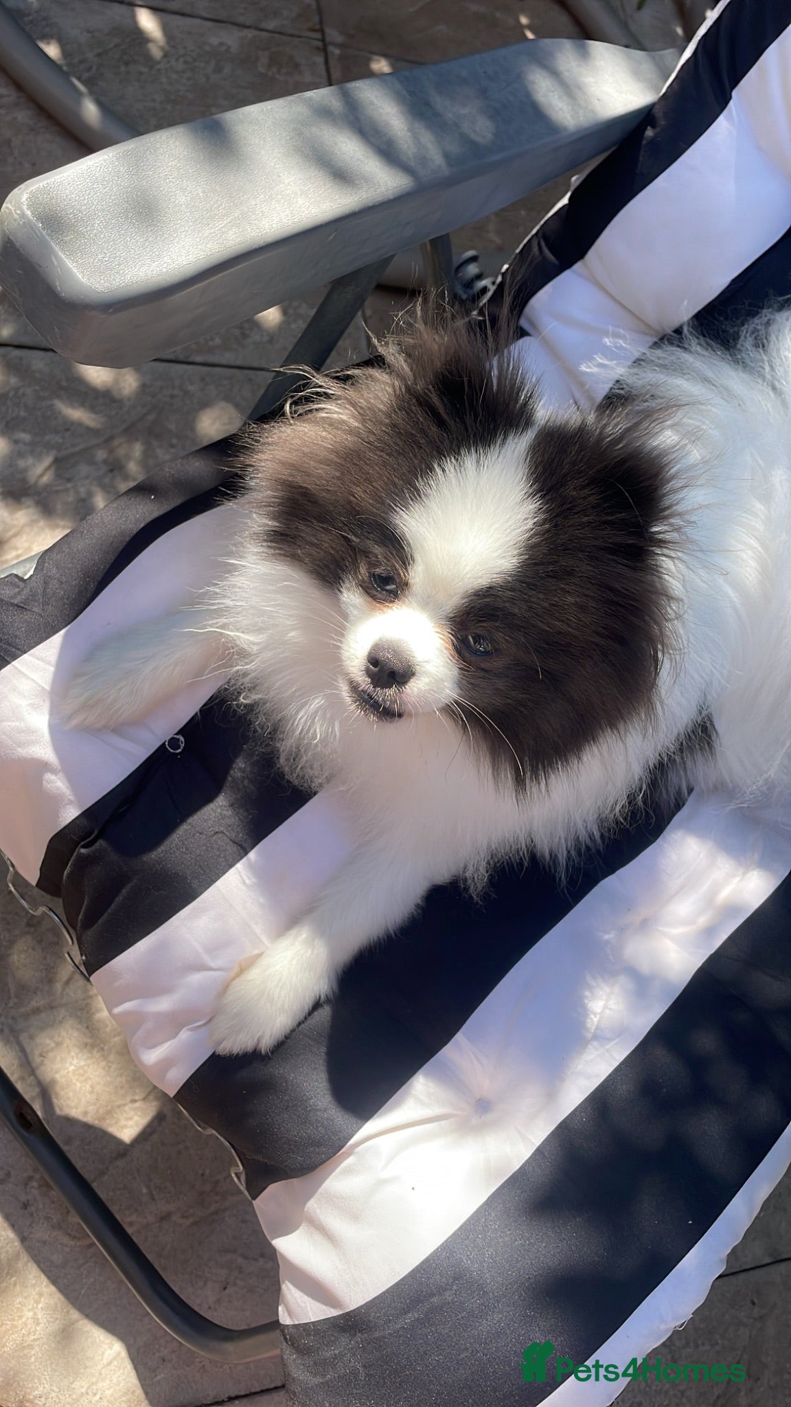 Pomeranian dogs Pomeranian for Stud.. 💙🧬 - Advert 1