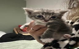 Brazilian Shorthair cats for sale: Kittens for sale  - Image 13