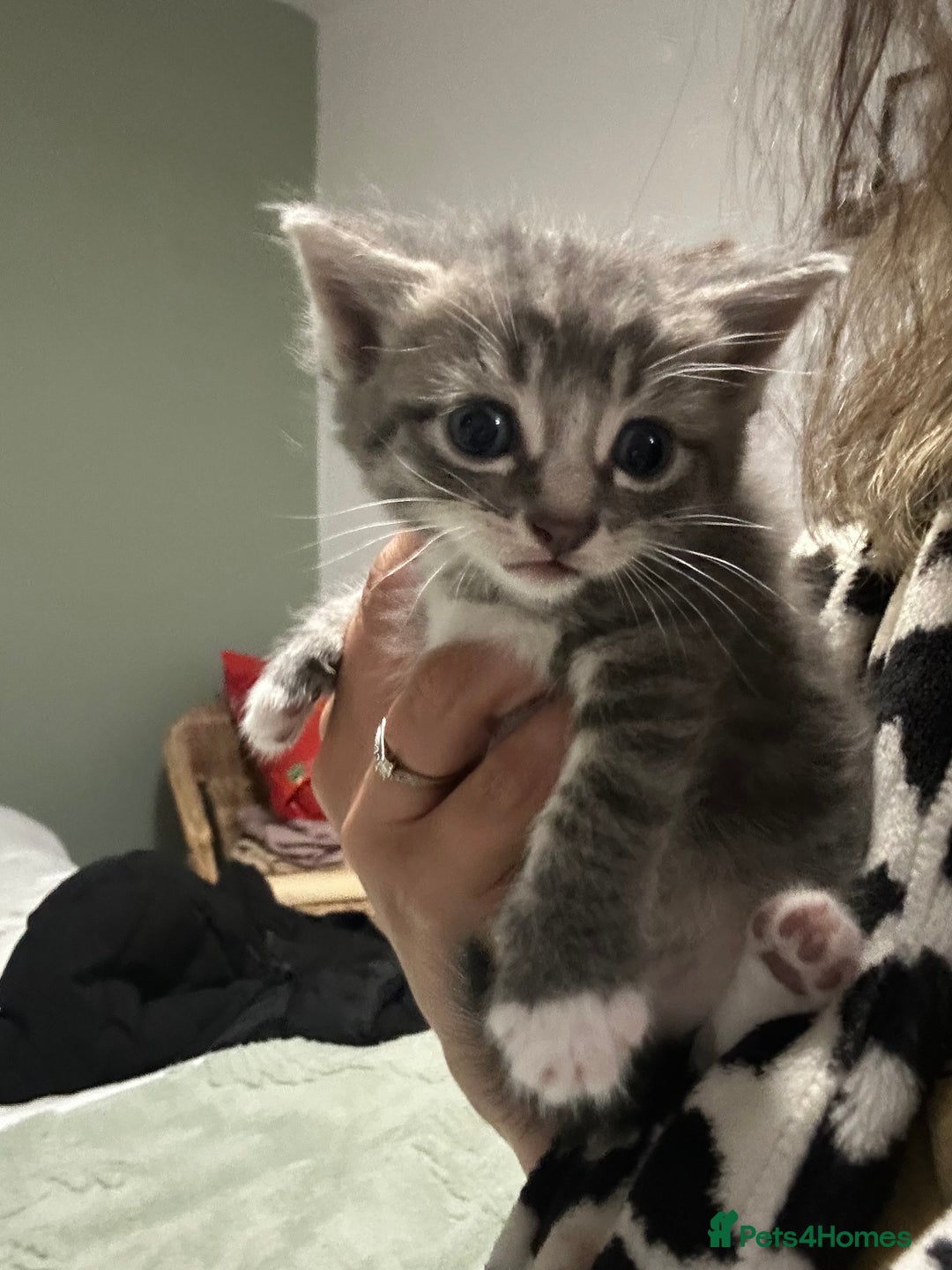 Brazilian Shorthair cats for sale: Kittens for sale  - Image 13