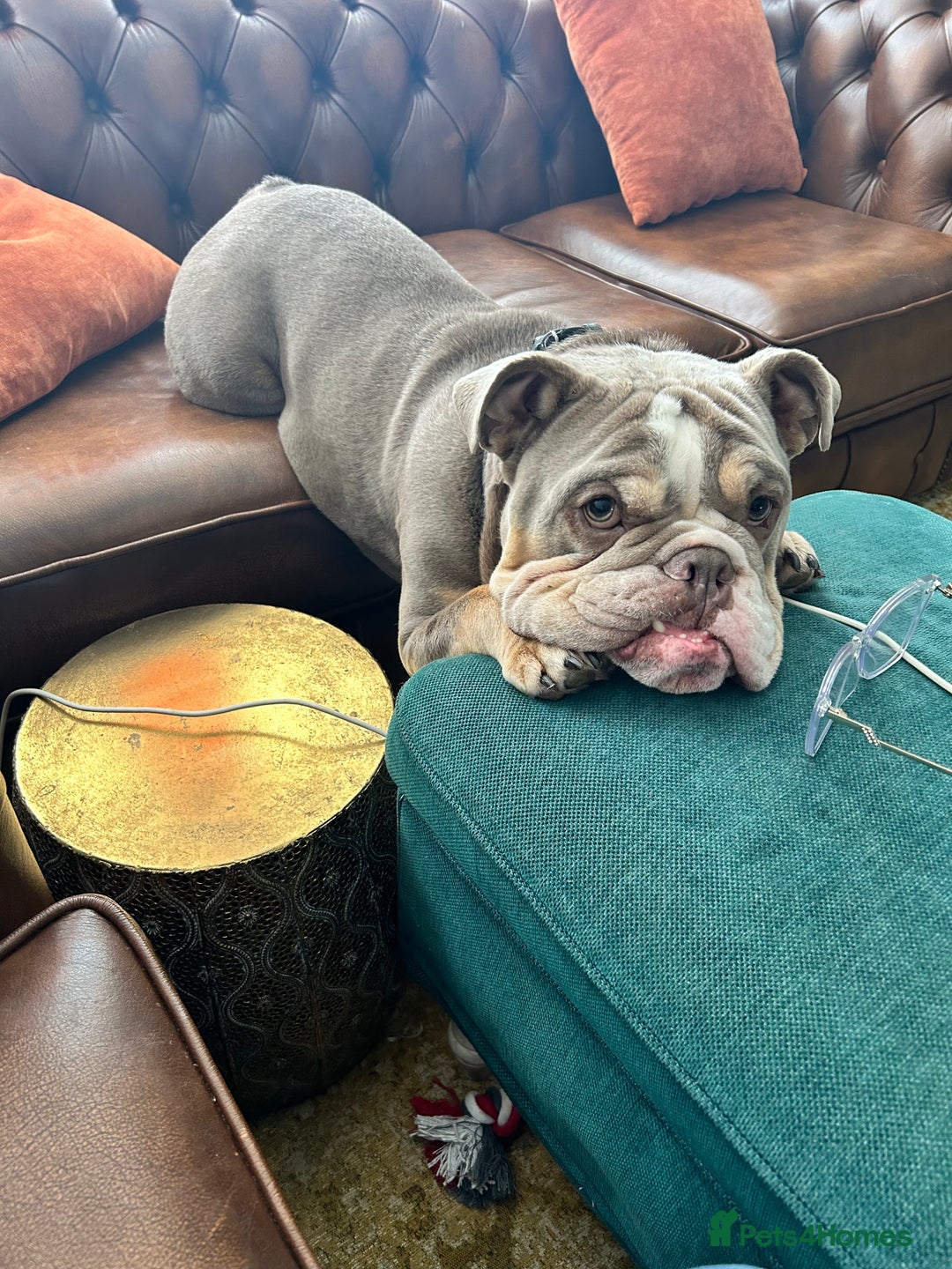 English Bulldog dogs for sale: Forever home needed - Image 4