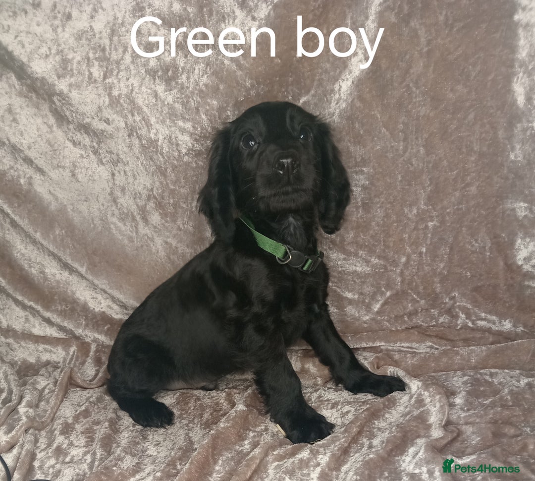 Cocker Spaniel dogs for sale: 3 beautiful cocker spaniel puppies ready now  - Image 5