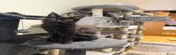 Maine Coon cats for sale: Black Smoke Maine Coon Female Kitten – Ready Now - Advert 6