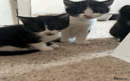 Domestic Shorthair cats for sale: Kittens Black and white gorgeous markings - Image 5