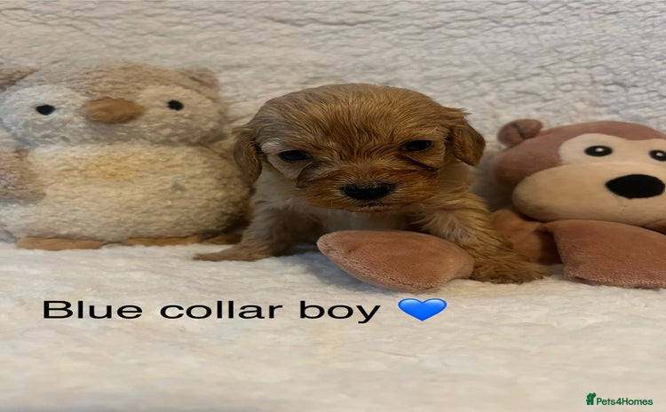 Cavapoo dogs - Advert 1