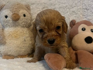 Cavapoo dogs - Advert 14