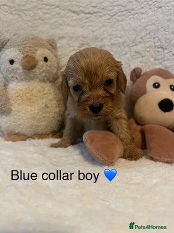 Cavapoo dogs - Advert 1