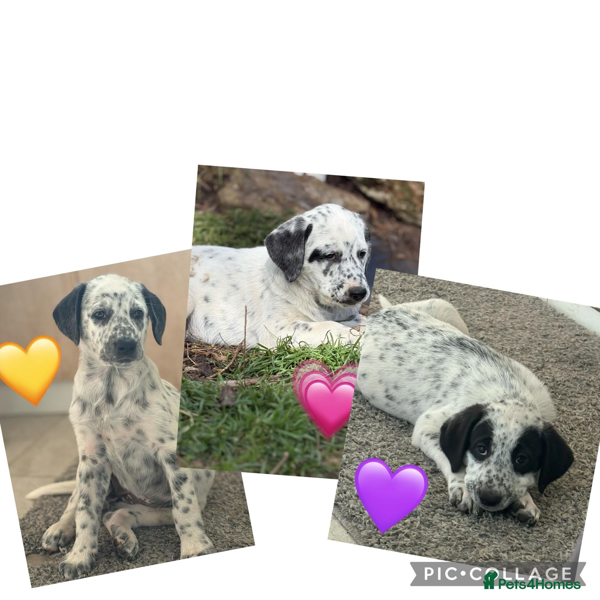 Mixed Breed dogs 🌟1 remaining pyrematian puppy 🌟 - Advert 2