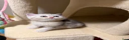 Scottish Fold cats for sale: Scottish straight kittens  - Advert 5