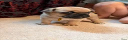 Jug dogs for sale: Jug Puppies For Sale - Advert 18