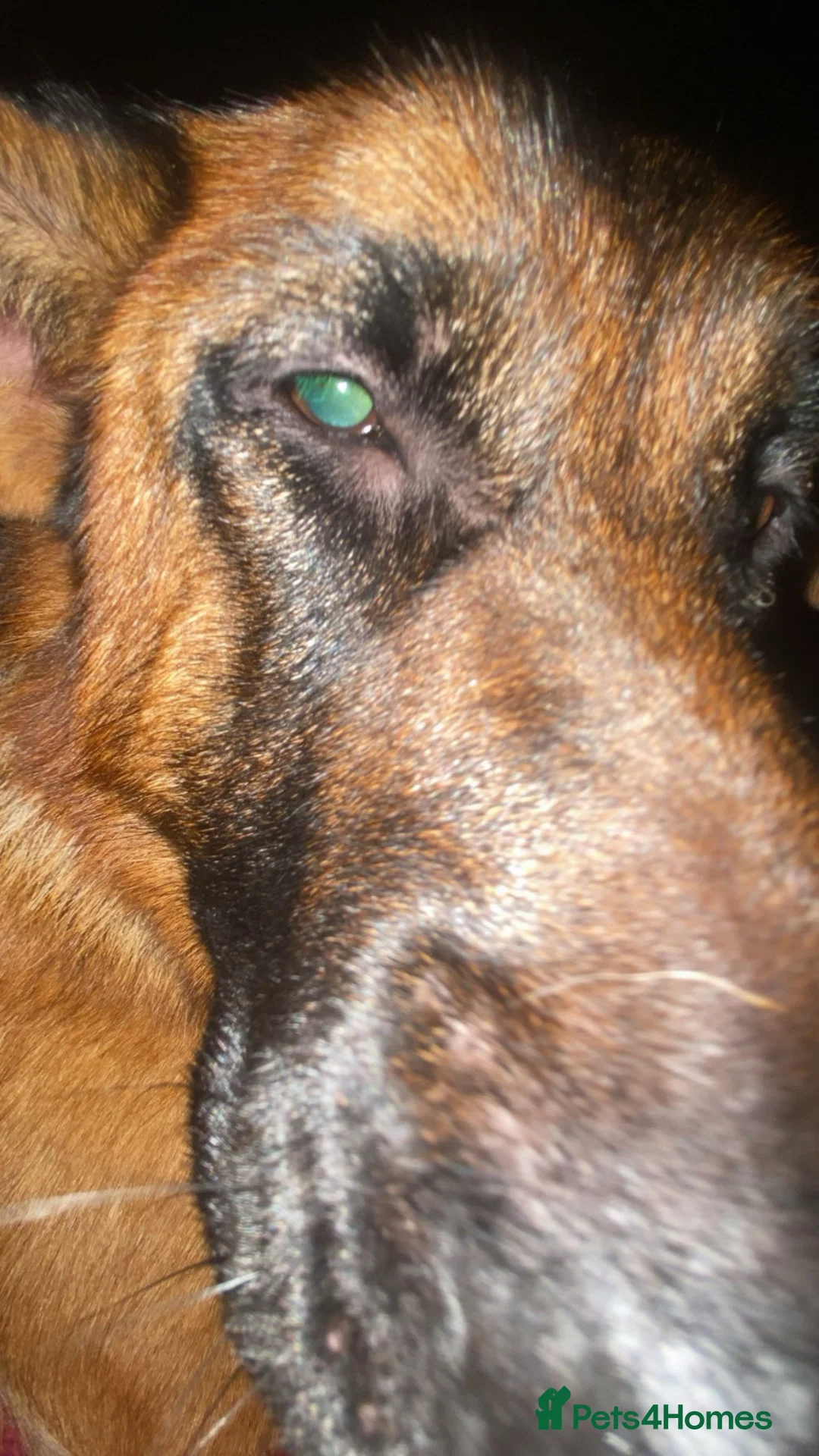 German Shepherd dogs for sale: HIGHprotection - performance ex police GSD  - Advert 14